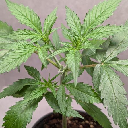Hindu Kush Auto Sensi Seeds
