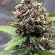 Purple Lemonade Auto Fast Buds Outdoor