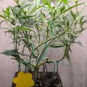 Permanent Jealousy XL Auto Sweet Seeds