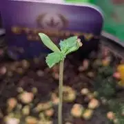 Eternity Grow Cup  Sticky Broccoli Auto