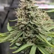 Glue Prom Walipini Seeds