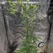 Toffee Pudding Auto Anesia Seeds