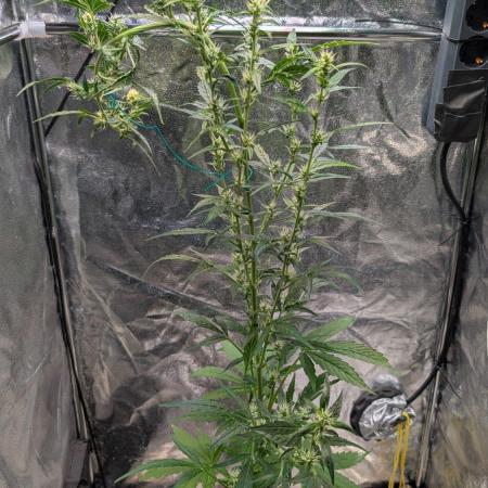 Toffee Pudding Auto Anesia Seeds