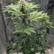 Glue Prom Walipini Seeds