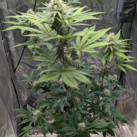 Glue Prom Walipini Seeds