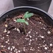Purple OG Punch