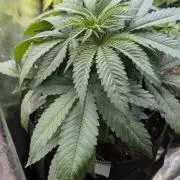 Super Boof Weed Seed Shop