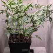 Hindu Kush Auto Sensi Seeds