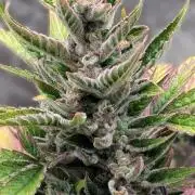 Auto Super Skunk - Sensible Seeds