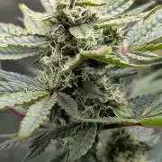 The Gassy One Super Sativa Seed Club