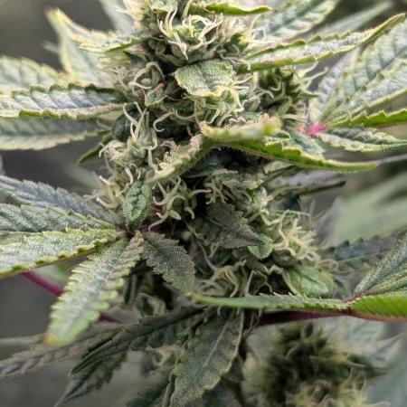 The Gassy One Super Sativa Seed Club