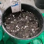 Crystal Candy XL Auto - Sweet Seeds