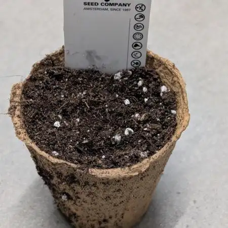 The Gassy One Super Sativa Seed Club