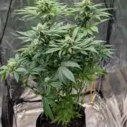 Super Boof Weed Seed Shop