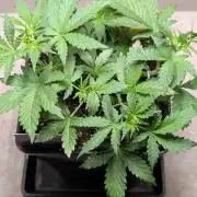 Eternity Grow Cup  Sticky Broccoli Auto