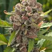 Purple Lemonade Auto Fast Buds Outdoor