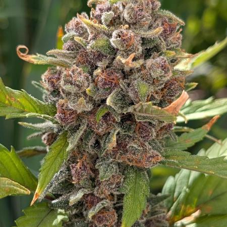 Purple Lemonade Auto Fast Buds Outdoor