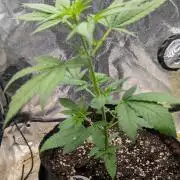 Papaya Cookies Auto Fast Buds