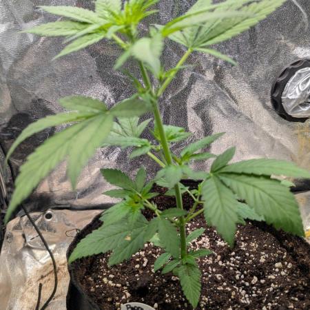 Papaya Cookies Auto Fast Buds