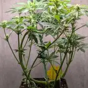 Eternity Grow Cup  Sticky Broccoli Auto