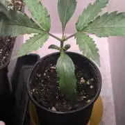 Permanent Jealousy XL Auto Sweet Seeds