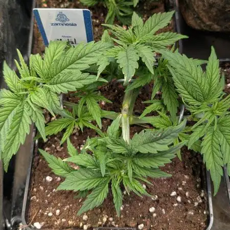 Mental Rainbow F1 Sweet Seeds