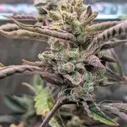 Papaya Cookies Auto Fast Buds