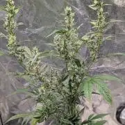 Toffee Pudding Auto Anesia Seeds