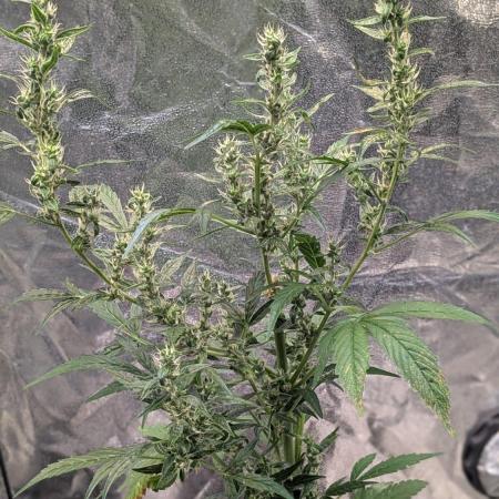 Toffee Pudding Auto Anesia Seeds