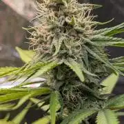 Glue Prom Walipini Seeds