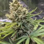 Glue Prom Walipini Seeds