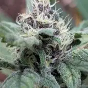 Purple Lemonade Auto Fast Buds Outdoor