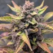 Diablo Rojo XL Auto - Sweet Seeds