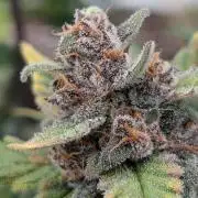 Purple Lemonade Auto Fast Buds Outdoor