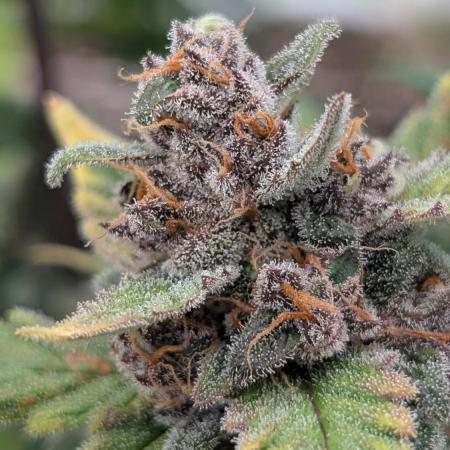 Purple Lemonade Auto Fast Buds Outdoor
