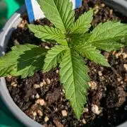 Diablo Rojo XL Auto - Sweet Seeds