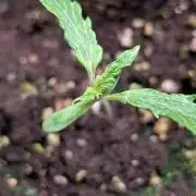 Eternity Grow Cup  Sticky Broccoli Auto