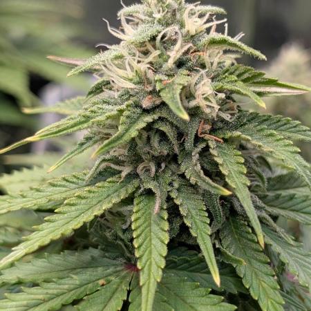 Orange Sherbet FF Fast Buds