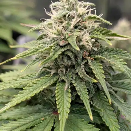 Orange Sherbet FF Fast Buds