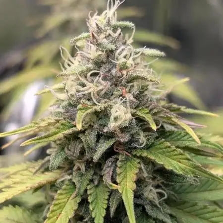 Orange Sherbet FF Fast Buds
