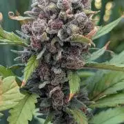 Purple Lemonade Auto Fast Buds Outdoor