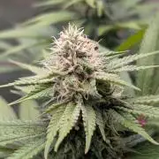 Super Boof Weed Seed Shop