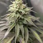 Papaya Zoap F1 Sweet Seeds