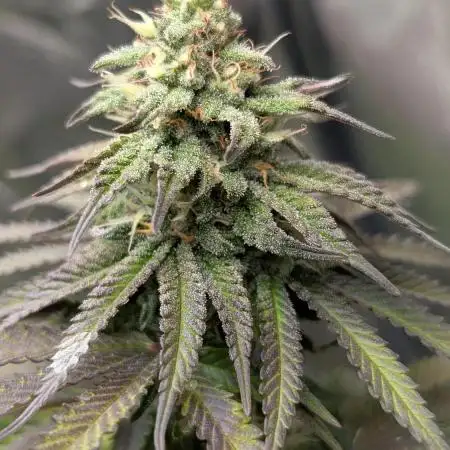 Papaya Zoap F1 Sweet Seeds