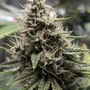 Glue Prom Walipini Seeds