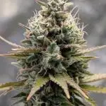 Mental Rainbow F1 Sweet Seeds