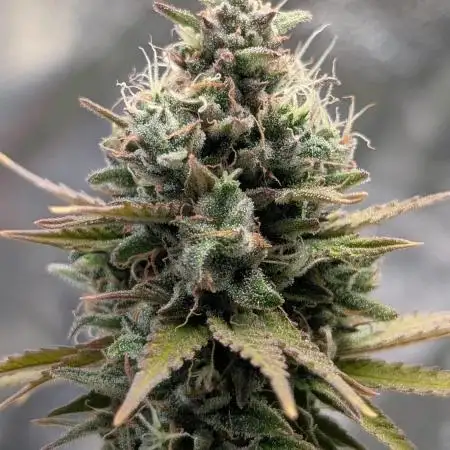 Mental Rainbow F1 Sweet Seeds