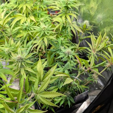 Tropicana Cookies FF Fast Buds