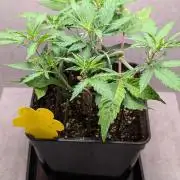 Permanent Jealousy XL Auto Sweet Seeds