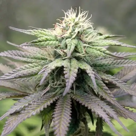 Papaya Zoap F1 Sweet Seeds
